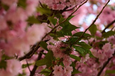 Bahçedeki ağaçta çiçek açan güzel sakura çiçeğini kapat.