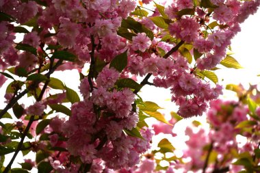 Bahçedeki ağaçta çiçek açan güzel sakura çiçeğini kapat.