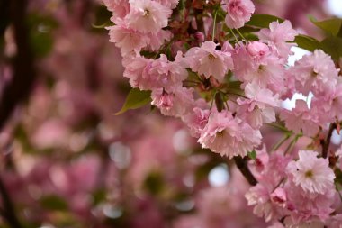 Bahçedeki ağaçta çiçek açan güzel sakura çiçeğini kapat.
