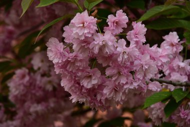 Bahçedeki ağaçta çiçek açan güzel sakura çiçeğini kapat.