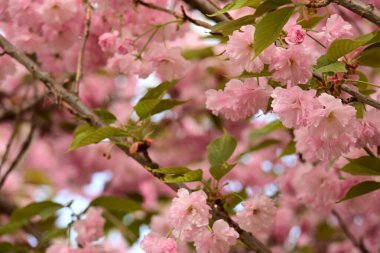 Bahçedeki ağaçta çiçek açan güzel sakura çiçeğini kapat.