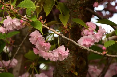 Bahçedeki ağaçta çiçek açan güzel sakura çiçeğini kapat.