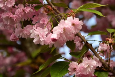 Bahçedeki ağaçta çiçek açan güzel sakura çiçeğini kapat.