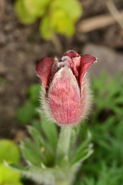 Bahçede büyüyen güzel bahar pulsatilla çiçeği 