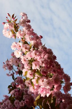 Bahçedeki ağaçta çiçek açan güzel sakura çiçeğini kapat.