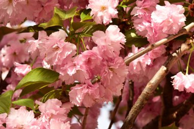 Bahçedeki ağaçta çiçek açan güzel sakura çiçeğini kapat.