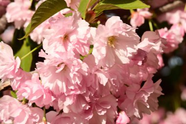 Bahçedeki ağaçta çiçek açan güzel sakura çiçeğini kapat.