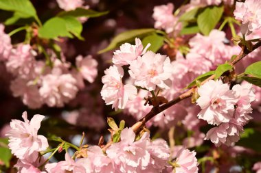 Bahçedeki ağaçta çiçek açan güzel sakura çiçeğini kapat.