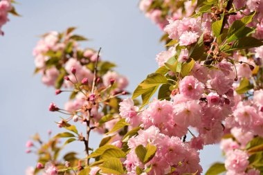 Bahçedeki ağaçta çiçek açan güzel sakura çiçeğini kapat.