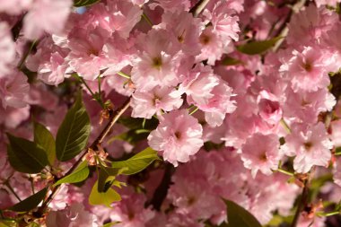 Bahçedeki ağaçta çiçek açan güzel sakura çiçeğini kapat.