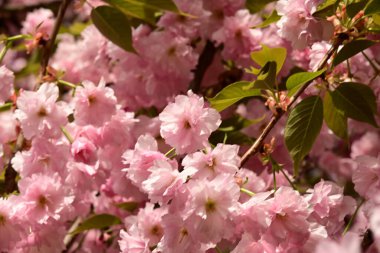 Bahçedeki ağaçta çiçek açan güzel sakura çiçeğini kapat.