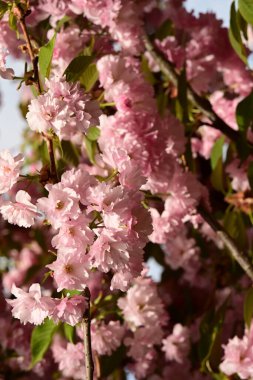 Bahçedeki ağaçta çiçek açan güzel sakura çiçeğini kapat.