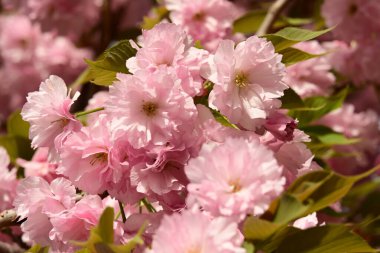 Bahçedeki ağaçta çiçek açan güzel sakura çiçeğini kapat.