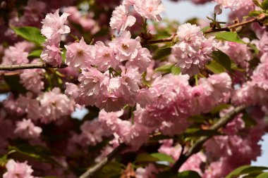 Bahçedeki ağaçta çiçek açan güzel sakura çiçeğini kapat.