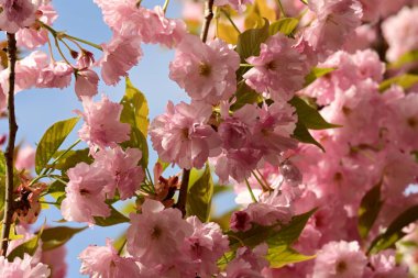 Bahçedeki ağaçta çiçek açan güzel sakura çiçeğini kapat.