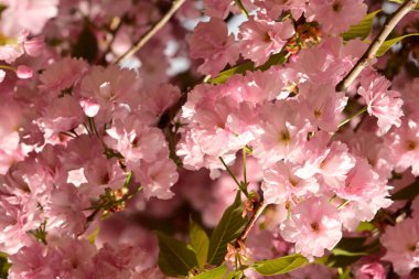 Bahçedeki ağaçta çiçek açan güzel sakura çiçeğini kapat.