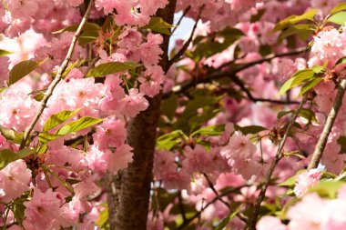 Bahçedeki ağaçta çiçek açan güzel sakura çiçeğini kapat.