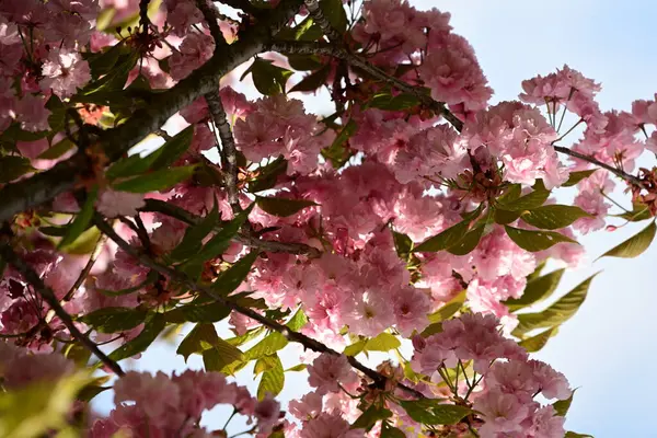 Bahçedeki ağaçta çiçek açan güzel sakura çiçeğini kapat.