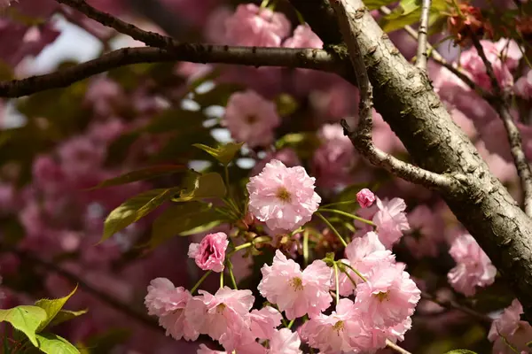 Bahçedeki ağaçta çiçek açan güzel sakura çiçeğini kapat.