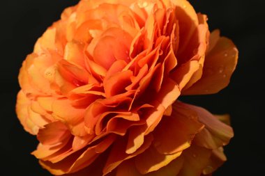 Güzel parlak ranunculus çiçeği, kapat 