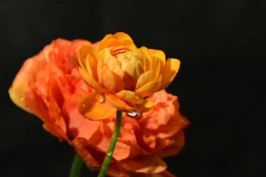 Güzel parlak ranunculus çiçekleri, kapatın 