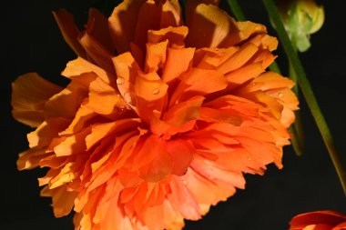 Güzel parlak ranunculus çiçeği, kapat 