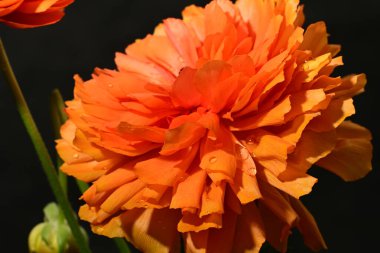 Güzel parlak ranunculus çiçeği, kapat 