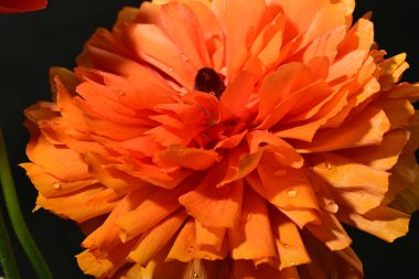 Güzel parlak ranunculus çiçeği, kapat 