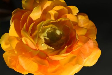 Güzel parlak ranunculus çiçeği, kapat 