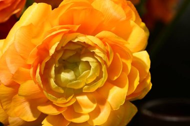 Güzel parlak ranunculus çiçeği, kapat 