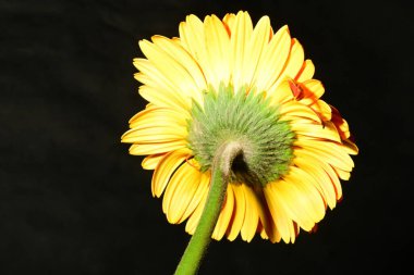 Güzel parlak Gerbera çiçeği, kapat