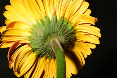Güzel parlak Gerbera çiçeği, kapat