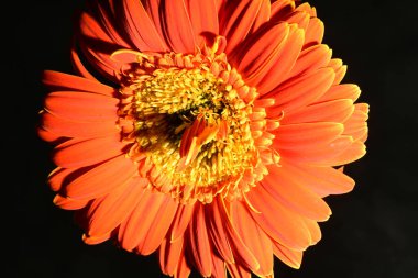 Güzel parlak Gerbera çiçeği, kapat