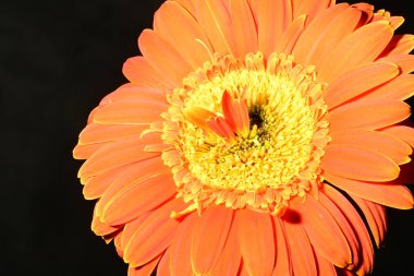 Güzel parlak Gerbera çiçeği, kapat