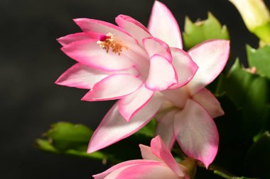 Güzel parlak Schlumbergera çiçeği, yaklaş. 