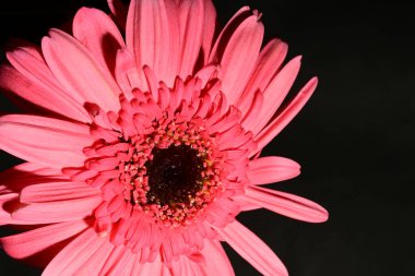 Güzel parlak Gerbera çiçeği, kapat