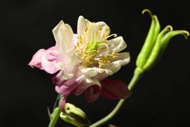 Yakın plan - Koyu arkaplanda güzel pembe bir zambak çiçeği