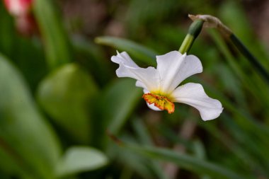 Beyaz ve kırmızı bir çiçeğe yaklaş