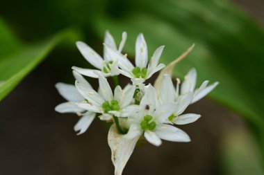 Bahçedeki güzel beyaz çiçekler