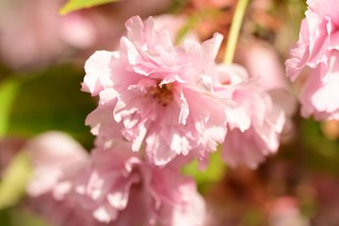 Bahçedeki ağaçta çiçek açan güzel pembe sakura çiçeğini kapat.