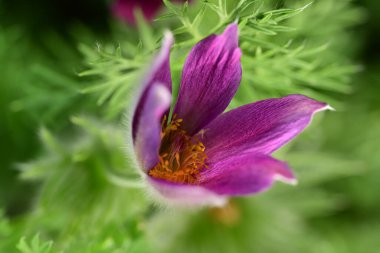 Bahçede büyüyen güzel bahar pulsatilla çiçeği 