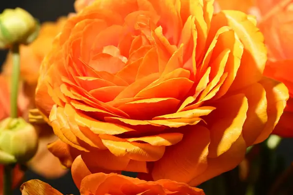 stock image beautiful bright  ranunculus  flowers,  close up 