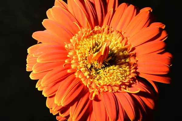 stock image beautiful bright  gerbera  flower,  close up