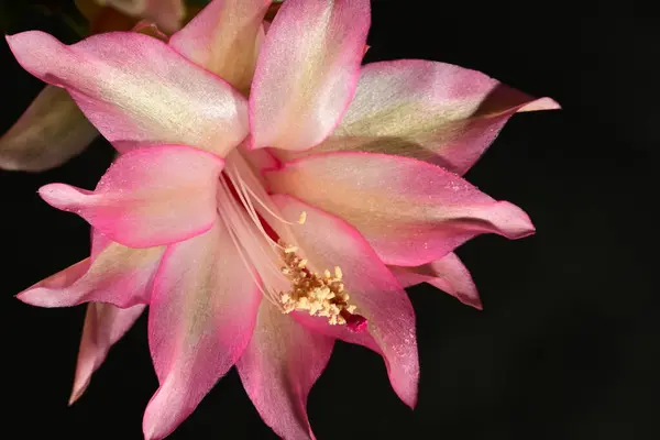 stock image beautiful bright  schlumbergera  flower,  close up 