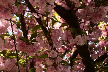 Bahçedeki ağaçta çiçek açan güzel pembe sakura çiçeğini kapat.