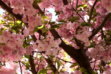 Bahçedeki ağaçta çiçek açan güzel pembe sakura çiçeğini kapat.