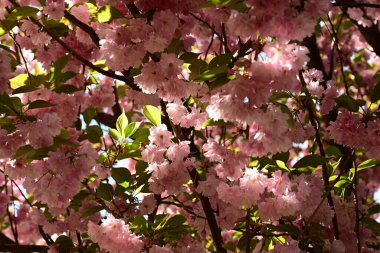 Bahçedeki ağaçta çiçek açan güzel pembe sakura çiçeğini kapat.