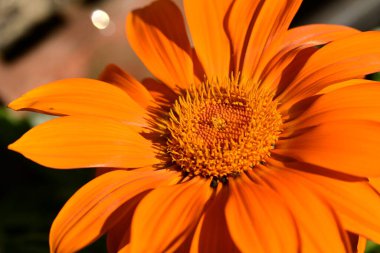 Siyah arkaplanı olan bir ayçiçeğinin turuncu çiçeği. makro fotoğraf.