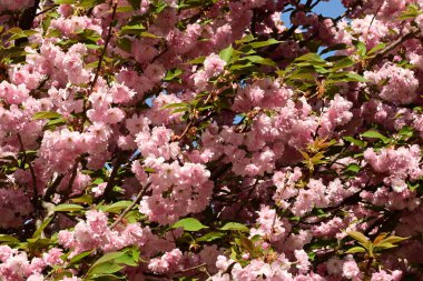 Bahçedeki ağaçta çiçek açan güzel pembe sakura çiçeğini kapat.