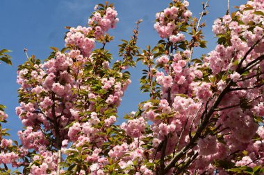 Bahçedeki ağaçta çiçek açan güzel pembe sakura çiçeğini kapat.